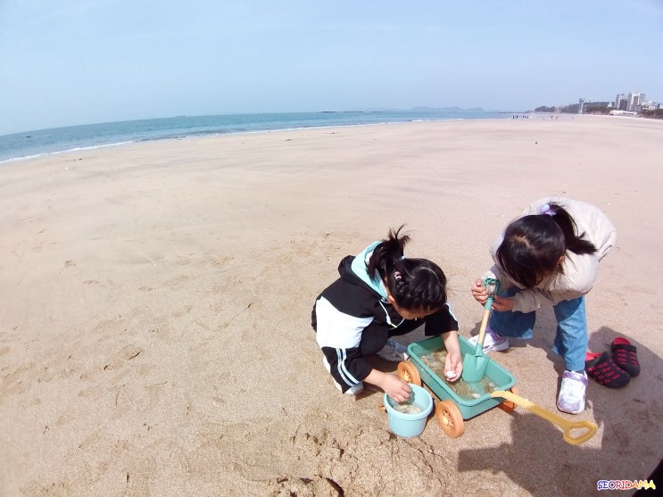  서해바다 대천해수욕장 놀거리 먹거리 숙소 한번에 보기