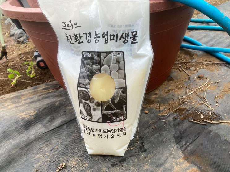 제주도 동부농업기술센터에서 받아온 미생물 유기농감귤밭과 텃밭에작물에 뿌려줌 제주도 동부농업기술센터에서 받아온 미생물 유기농감귤밭과 텃밭에작물에 뿌려줌