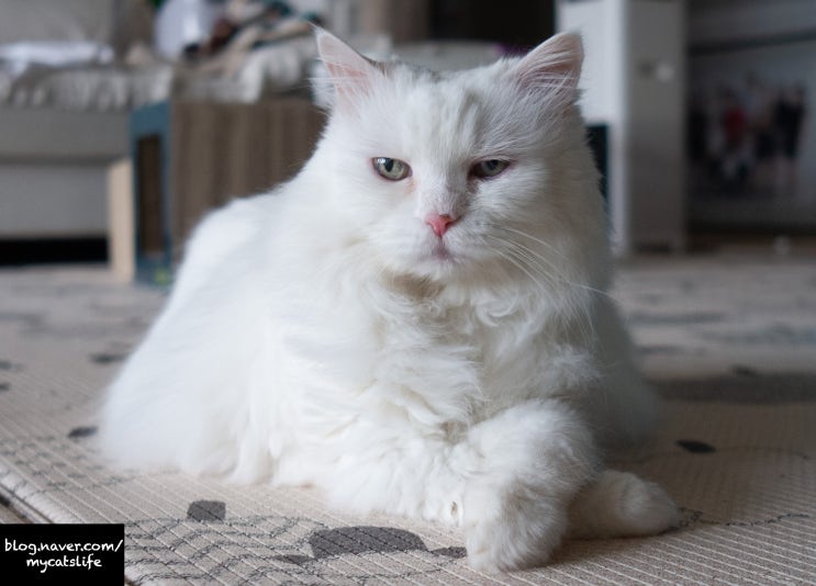 터키쉬앙고라 성격과 턱시도 고양이 특징. 터키시앙고라와 함께 살기