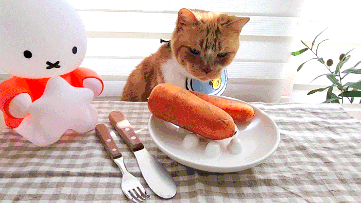  고양이 당근 먹어도 될까? 주의점과 고양이 먹어도 되는 음식