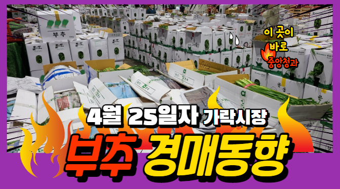  [경매사 일일보고] 4월 25일자 가락시장 부추 경매동향을 살펴보겠습니다!