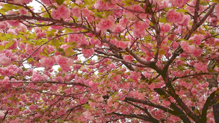 경산 대구대학교 아름다운 겹벚꽃 꽃구경