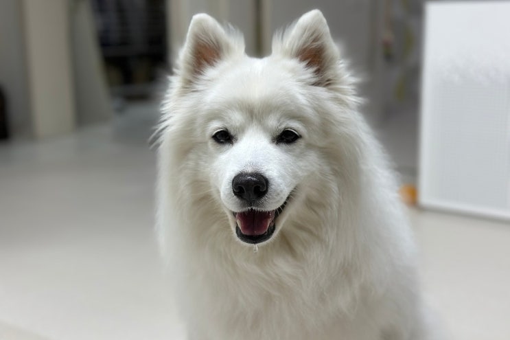  강아지 침흘림 이유는 무엇일까?