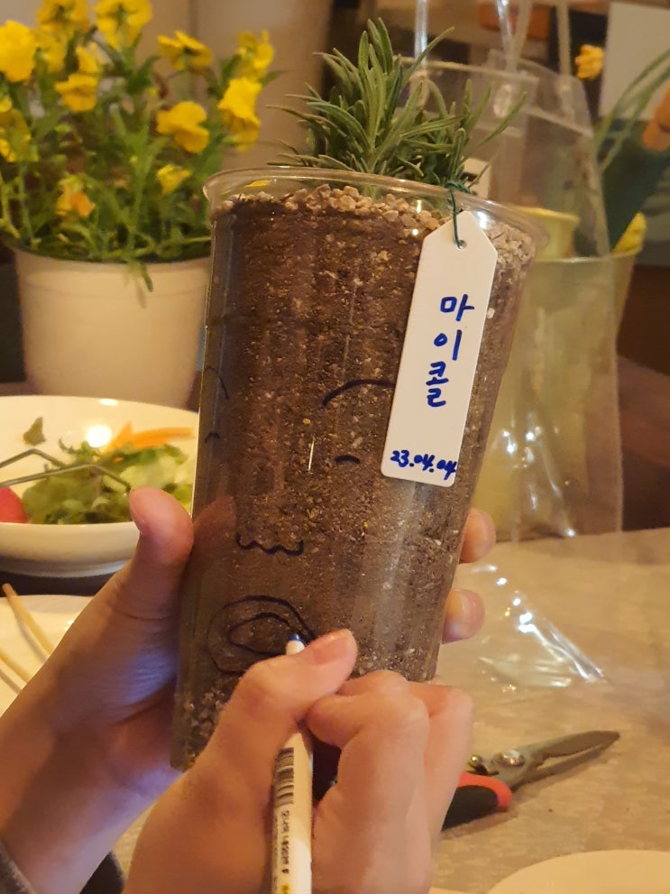  마이콜과 제비의 탄생! 업사이클 화분 로즈마리/ 삼색재비꽃 비올라 키우기