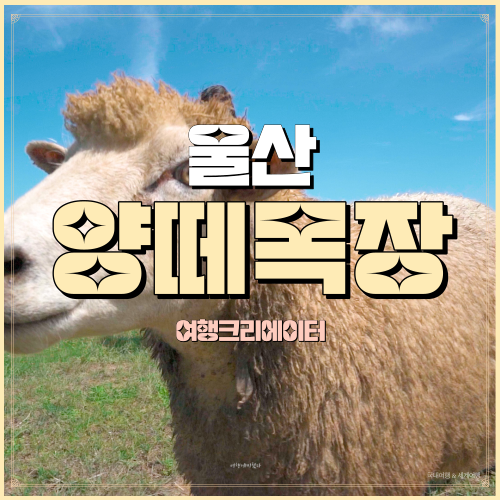  농업회사법인울산양떼목장 울산광역시 북구 어물동 아이와가볼만한곳