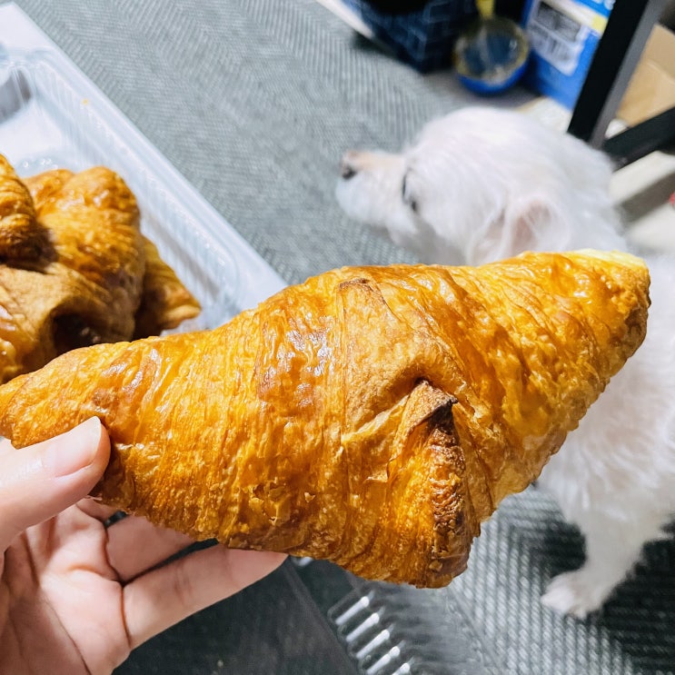  코스트코 크로와상 냉동실에 오래 묵혔던 것도 맛있다