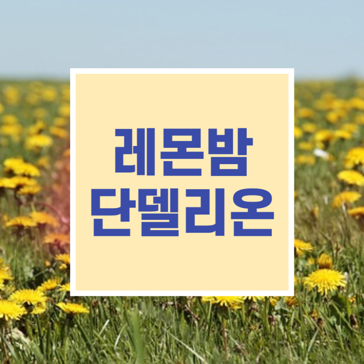 레몬밤 효능 부작용 레몬밤단델리온 레몬밤민들레추출복합물(ld100)