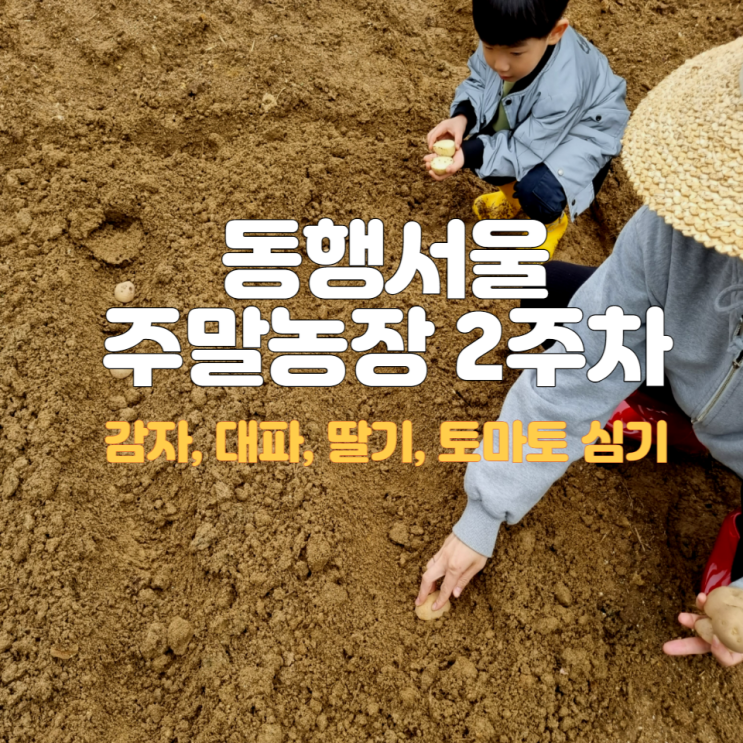  동행 서울 친환경농장 2023년 주말농장 2주차 (수역이농장)