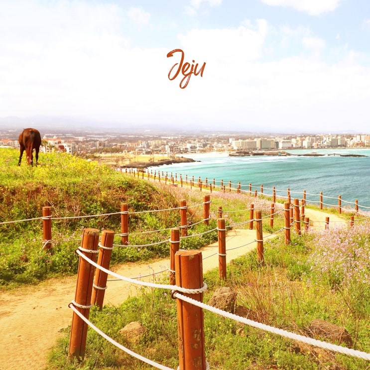 <b>제주 함덕 서우봉</b> 해변, 유채꽃 산책 