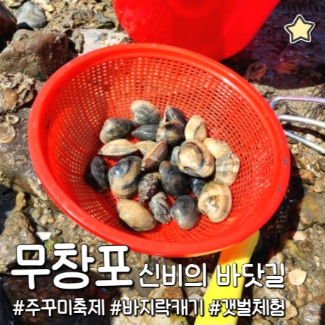서해 무창포 신비의 바닷길 주꾸미 축제 및 바지락 캐기 해루질