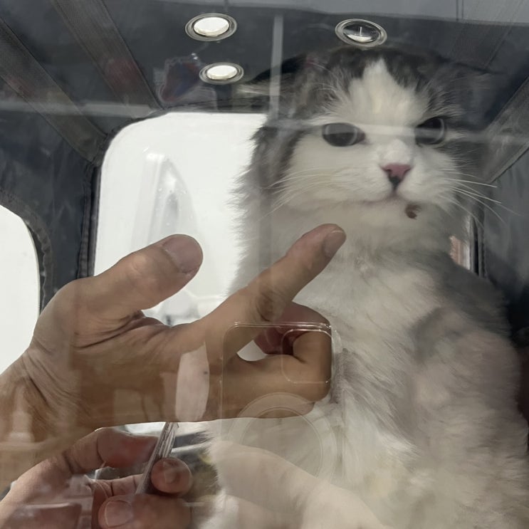 [고양이 종합검진] 김춘식도 고양이였다…