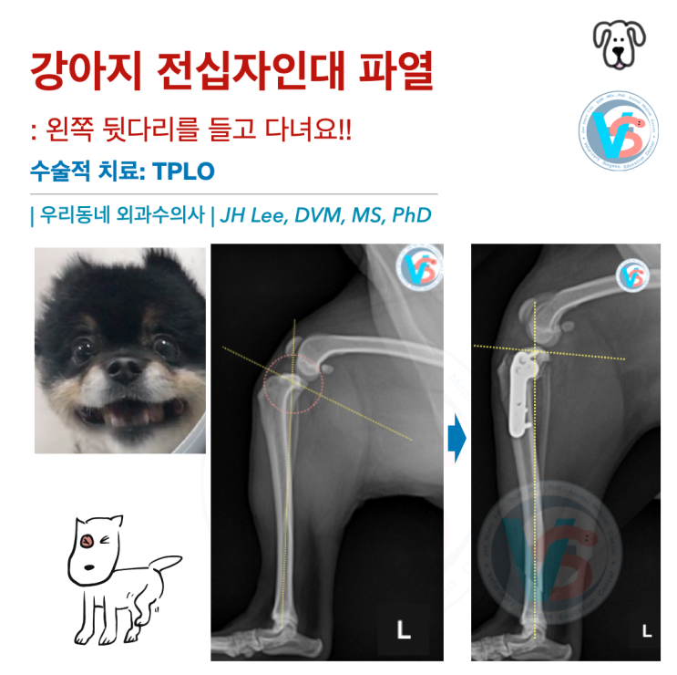  강아지 전십자인대 파열 (feat. TPLO 수술) 케이스, 왼쪽 뒷다리를 들고 다녀요
