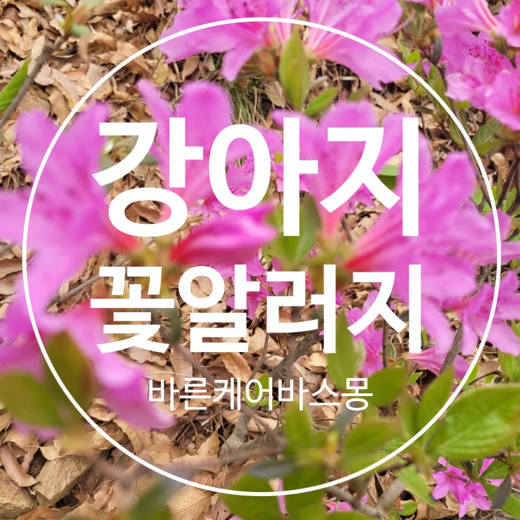  강아지 꽃가루 알레르기  발생 원인과 대처법