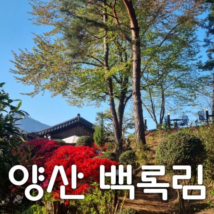  양산 내원사, 통도사와 가까운 한옥카페 백록림