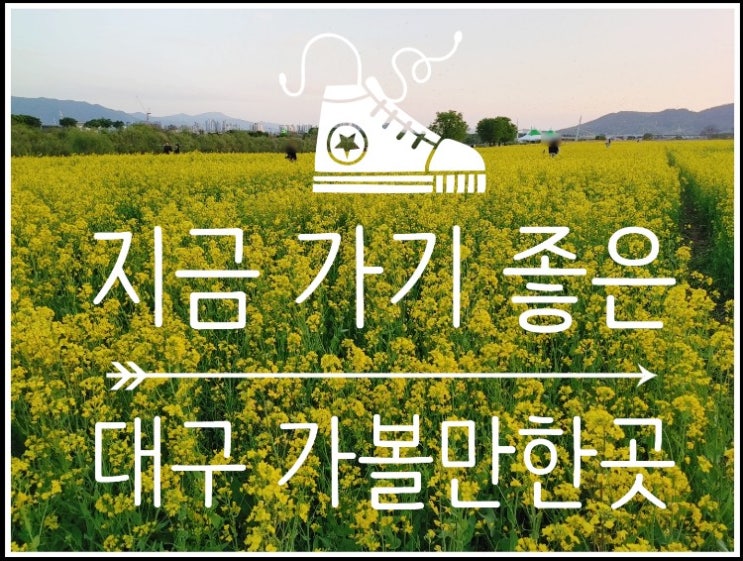 아직 늦지 않은 봄꽃구경 대구가볼만한곳 유채꽃명소