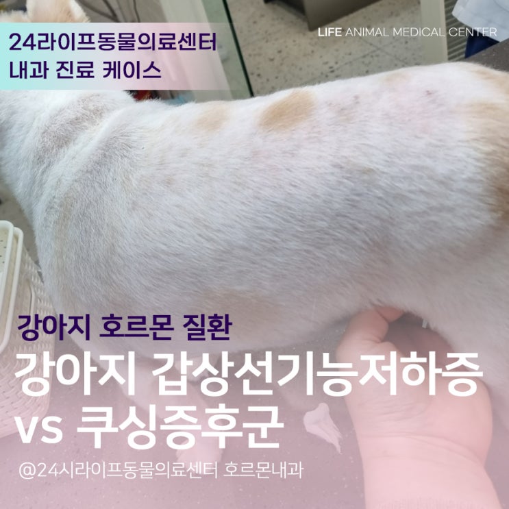 대구24시동물병원 강아지 쿠싱증후군 과 강아지 갑상선기능저하증 : 강아지가 잠만 자요