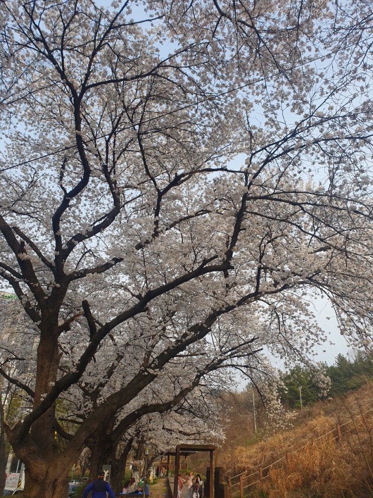  강아지와 꽃구경다녀왔어요_벚꽃구경 봄나들이