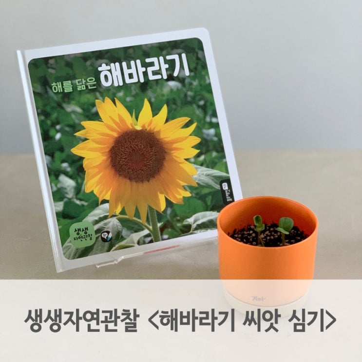 유아자연관찰 책 읽고 해바라기 씨앗 심어봐요