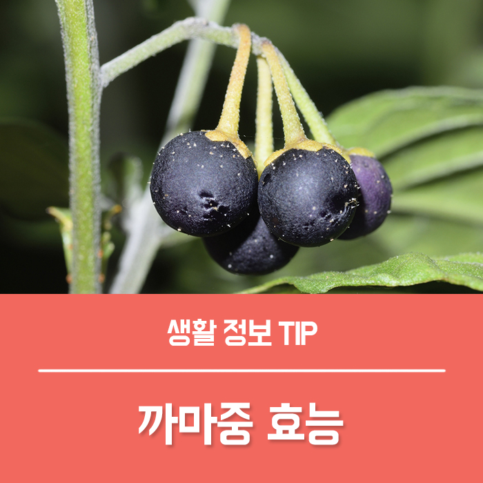  까마중 효능 TOP4, 까마중 열매 부작용