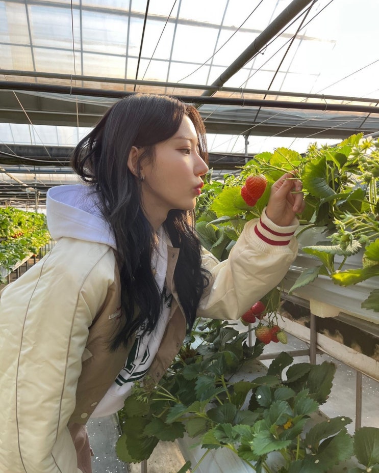 "딸기 들고 과즙미 뿜뿜" 르세라핌 멤버 사쿠라, 손 베일 듯한 날렵한 턱선...넓은 인맥 눈길