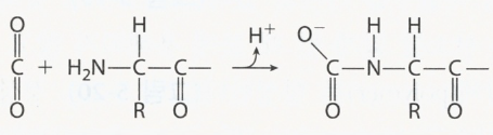  Carbamate 카바메이트