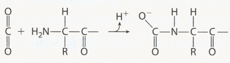 Carbamate 카바메이트