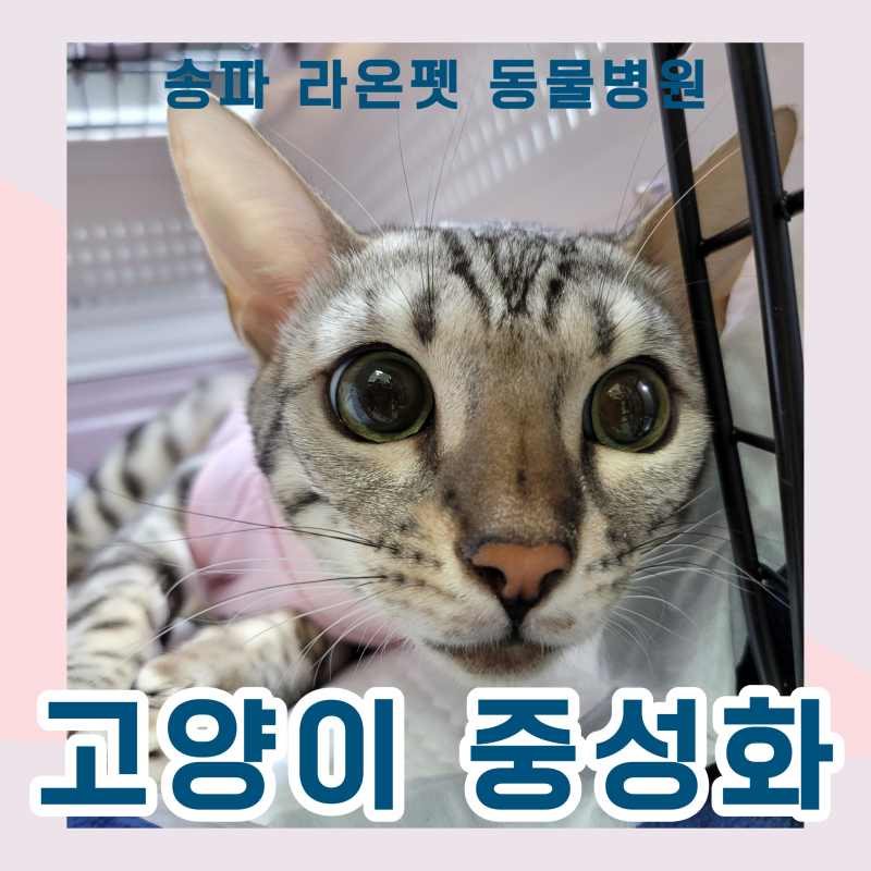 고양이 중성화 수술 (금식, 시기, 비용, 부작용, 수술 후) : 네이버 블로그