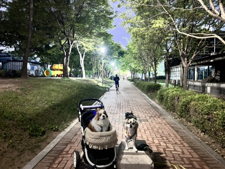  노원 마들스타디움 산책장소 강아지 임시놀이터도 있어요.