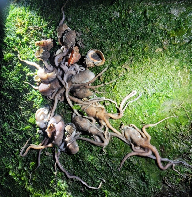 시화방조제 낙지 해루질 두자리수 달성!!!