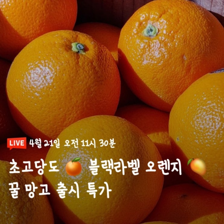  [초롱스토어] 초고당도 블랙라벨 오렌지, 꿀 망고 출시특가 라이브방송 소식 (feat. 4월21일)