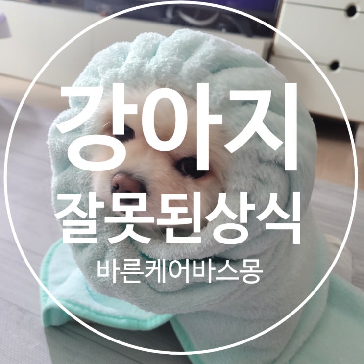  강아지 키우면서  잘못 알고 있는  상식들