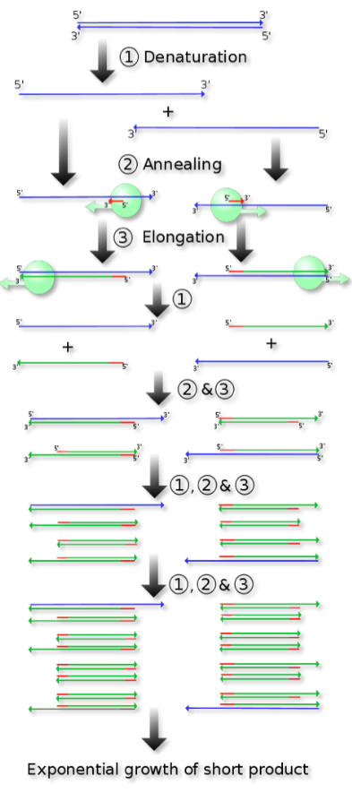중합효소 연쇄 반응(PCR), 마이크로어레이, RNA 간섭(RNAi), 루시퍼라제 분석, 시퀀싱