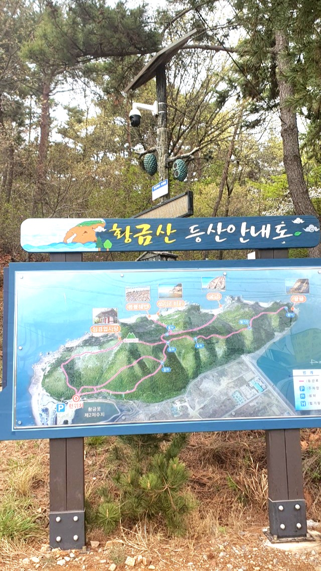  서산 유기방가옥 수선화 서산 황금산 산책로 우듬지 몽우리 대장군 장성 꽃동산 물레방아 꽃의 향연 등산하기 좋은 코스