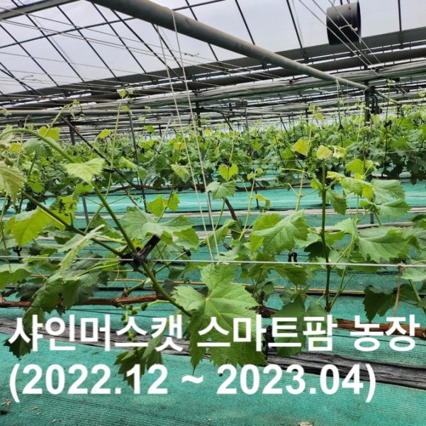  샤인머스캣 스마트팜 농장 사진기록 ( 2022년 12월 ~ 2023년 4월 )