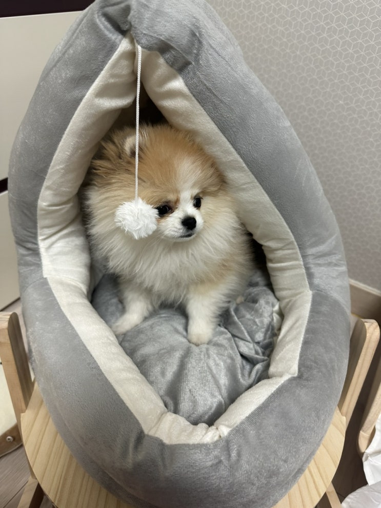  밍밍이 방 꾸미기