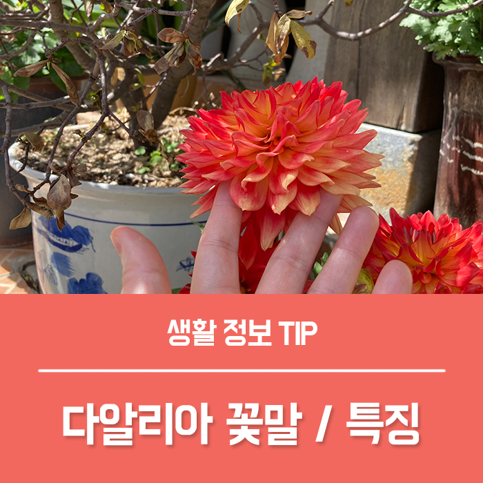  다알리아 (달리아) 꽃말, 다알리아 키우기