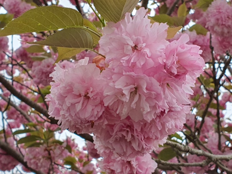 조금 높은 산에 올랐다가 멧돼지 새끼 보금자리를 보고 왔네요 조금 높은 산에 올랐다가 멧돼지 새끼 보금자리를 보고 왔네요