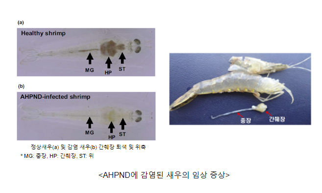 육상새우양식장, 급성간췌장괴사병(AHPND) 확진 육상새우양식장, 급성간췌장괴사병(AHPND) 확진