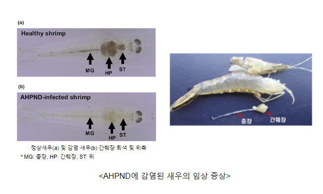 육상새우양식장, 급성간췌장괴사병(AHPND) 확진