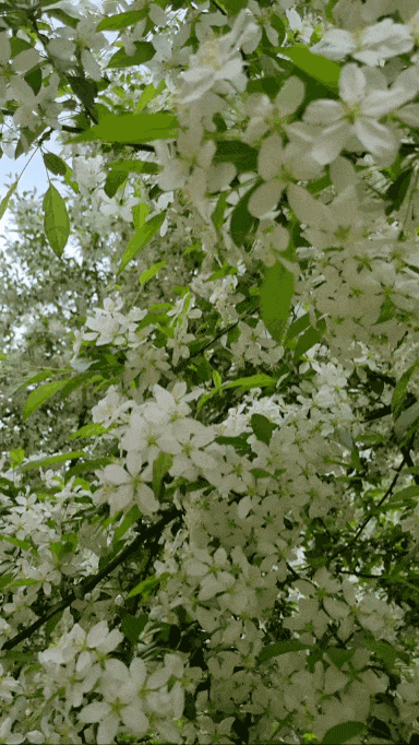 4월 흰색 꽃사과나무 vs 아그배나무 꽃 구분법