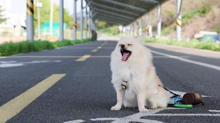  포메라니안 사료 퓨어메라 올인원케어 강아지밥 선택.