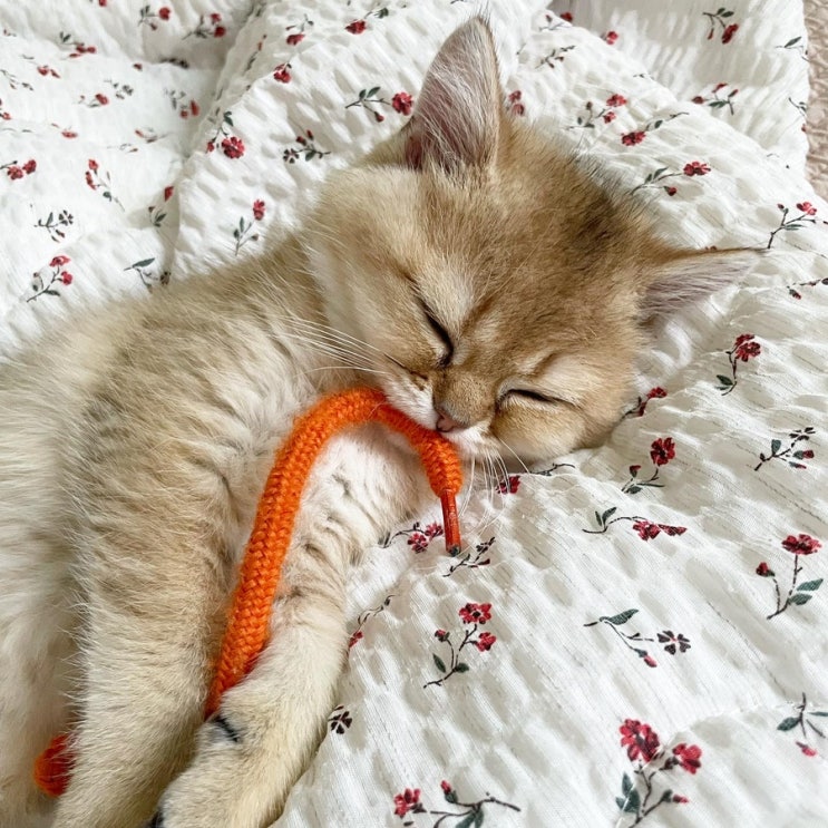  집사LIFE / 아기고양이 페퍼 100일 되다!