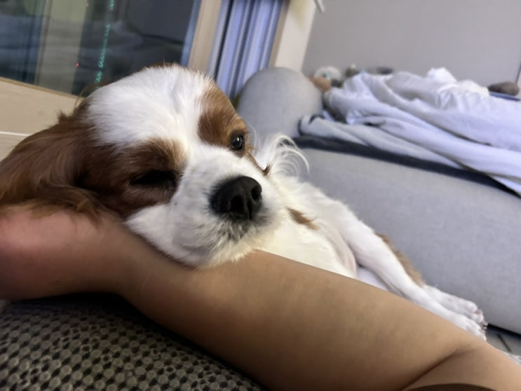  강아지가 아플때 할수 있는것부터 최선을 다하기