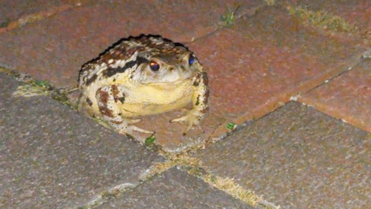[동물일상] 저녁 하늘 찍으러 갔다가 갑자기 인기척이 느껴져서 플래시를 켰더니? 기숙사 앞에 앉아있던 두꺼비 한 마리!! 바로, 카메라를 켜서 찍어보았습니다.