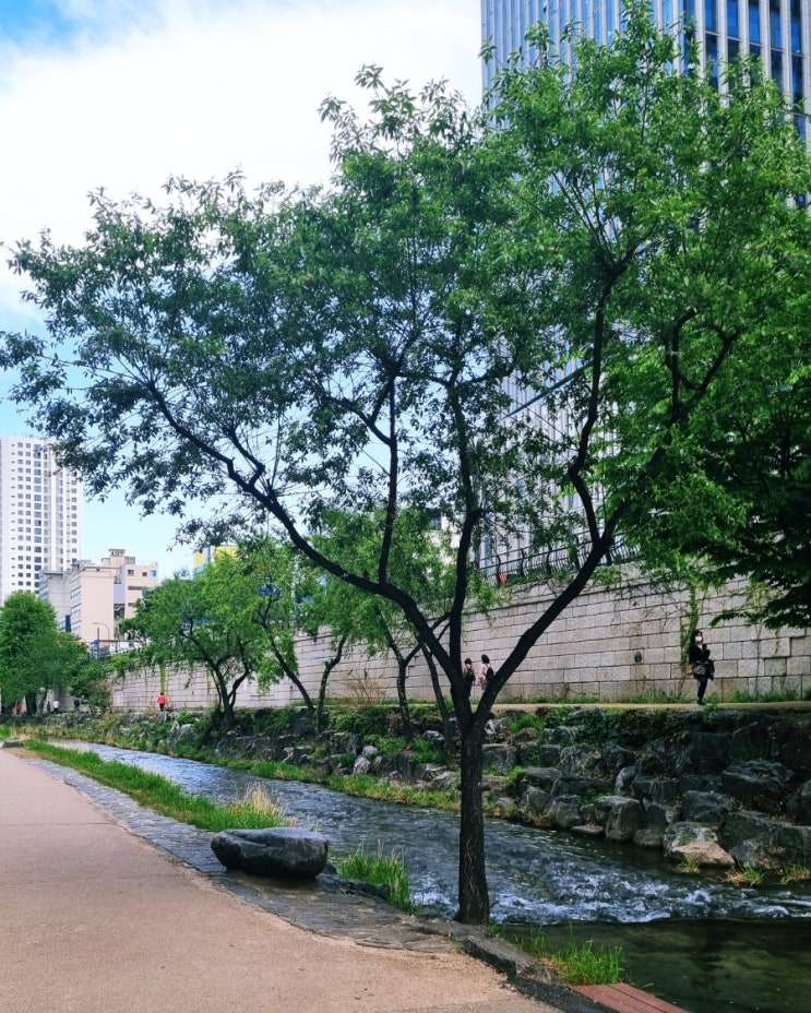  청계천 비추천 리뷰 - 청계천 별로입니다 산책 가지 마세요