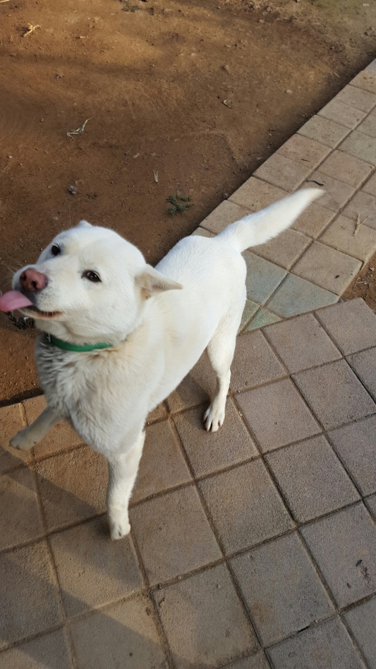  메롱견