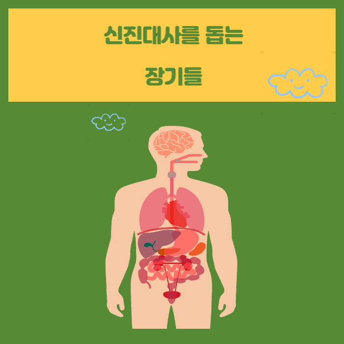  신진대사를 돕는 장기들 미라클 나잇 1_4