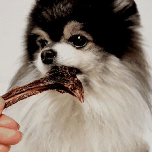 강아지 오래먹는 캥거루갈비 오리목뼈간식 코코얌