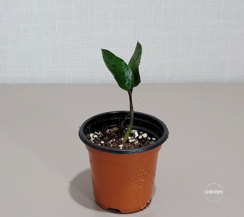 금전수 잎꽂이 (돈나무 키우기, 물주기, 분갈이, 가지치기, 꽃) : 네이버 블로그 금전수 잎꽂이 (돈나무 키우기, 물주기, 분갈이, 가지치기, 꽃) : 네이버 블로그