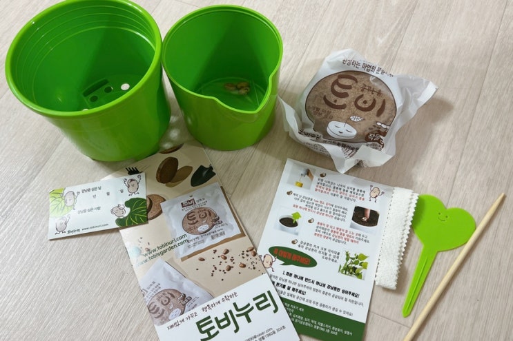  베란다텃밭에서 토비누리 강낭콩키우기 키트로 쉽게 키우기
